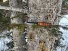 IMG_5267.jpeg