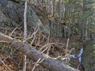 Tree-down-at-ledge-.jpg