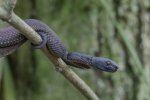 Purplish-Mangrove-Pit-Viper.jpeg