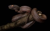 Shore+viper+-+Trimeresurus+purpureomaculatus-9.jpg