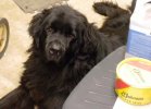 Odog at the bench.jpg