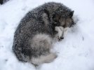 Deja new snow.jpg