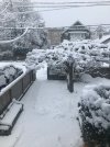 Snow 2024.jpg