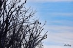 DSC_5223-E14-DDS-Compressed.jpg