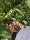 IMG_3759.jpeg