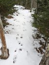 Tracks-on-trail.jpg