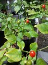 Chili Tepin Plant.jpg