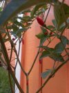 Chili Pequin Plant.jpg