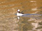 2024-01-28 Bufflehead.JPG
