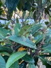 IMG_2794.jpeg