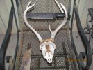 BK9 and deer skull.jpg