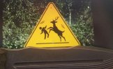 DEER CROSSING.jpg