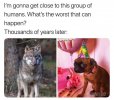 2iz7a-wolf-close-to-humans-funny001.jpg
