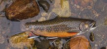Brook-Trout.jpg