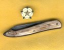 Capucin Mark.jpg
