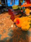 IMG_2629.jpeg