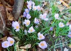 2024-02-14 Crocus.JPG