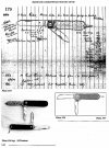 NAAFI Knife 2.jpg