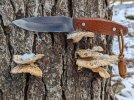 Baker-Brook-w-polypore.jpg