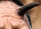 horn.png horn.png
