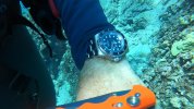 Dive with SD50c SML.jpg