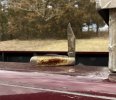 79Appaloosa9.JPG