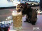 ferret.jpg