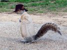 secret squirrel.jpg