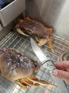 IMG_0262.jpeg