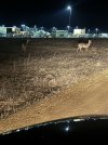 IMG_5307.jpeg