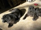 Bentley and Oliver Jan 18 2014.jpg