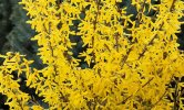 forsythia.jpg