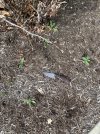 IMG_2655.jpeg