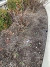 IMG_2658.jpeg