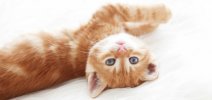 kitty.jpg