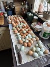 IMG_6865.jpeg