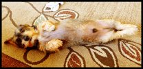 IMG_2919.jpeg