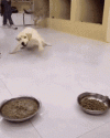 kreggy-dog.gif