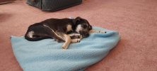 Summer's first nap at home.jpg Summer's first nap at home.jpg