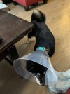 IMG_5501.jpeg