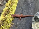 Salamander.jpg