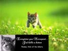 14982d1245688120-goalkeeper-vs-phalanx-necropost-kitten.jpg