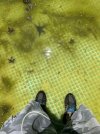 IMG_2339.jpeg
