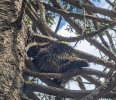 Porcupine-in-the-tree.jpg