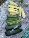 IMG_5295.jpeg