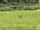 IMG_7957.jpeg