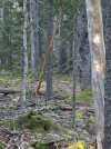 What-the-heck-in-the-woods.jpg