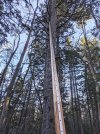 Woods-mast.jpg