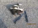 BKs and Roadkill Skunk.jpg