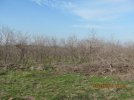 Mesquite Scrub Field.jpg
